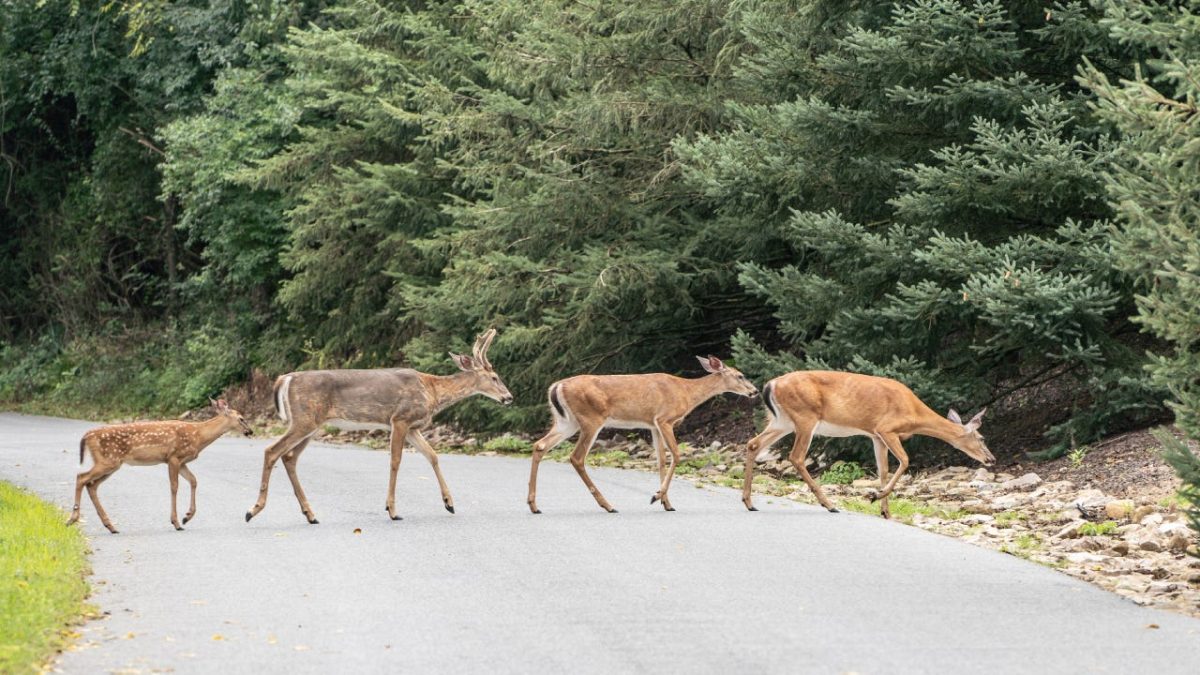 Family white-tailed deer cross road