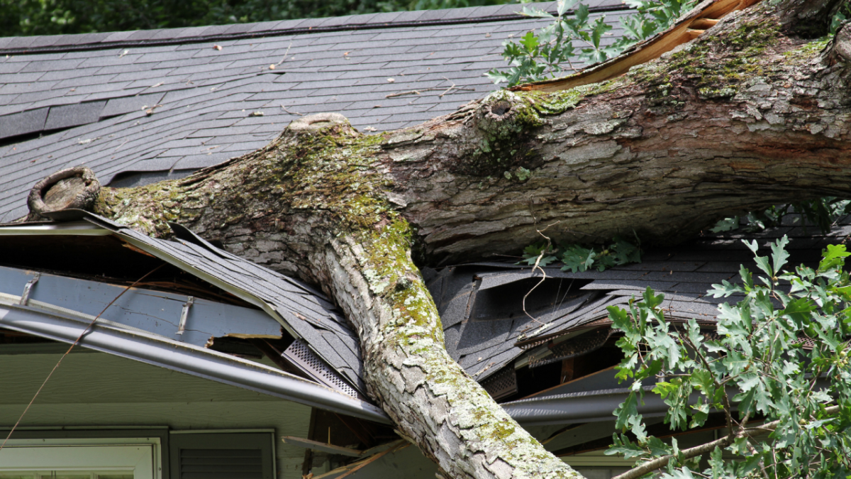 Tree branch damaging roof of house.